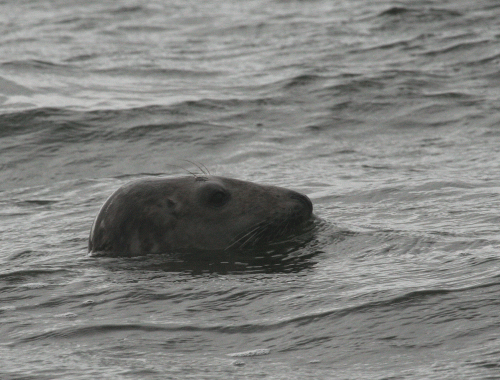 IMG_3173-Grey-Seal