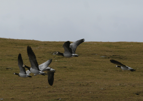 IMG_3196-Barnacle-Geese