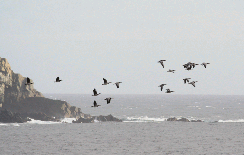 IMG_3211-Barnacle-Geese