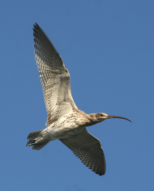 IMG_3227-Curlew