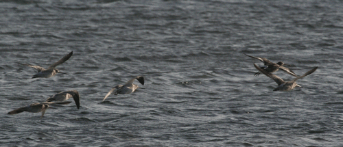 IMG_3317-Bar-&-Blackwit