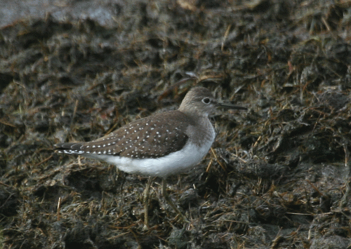 IMG_3455-Solitary-Sand