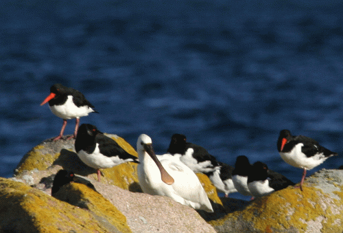 IMG_3465-Spoonbill-&-Oyks