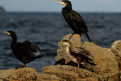 IMG_3476-Cormorant-&-Shag