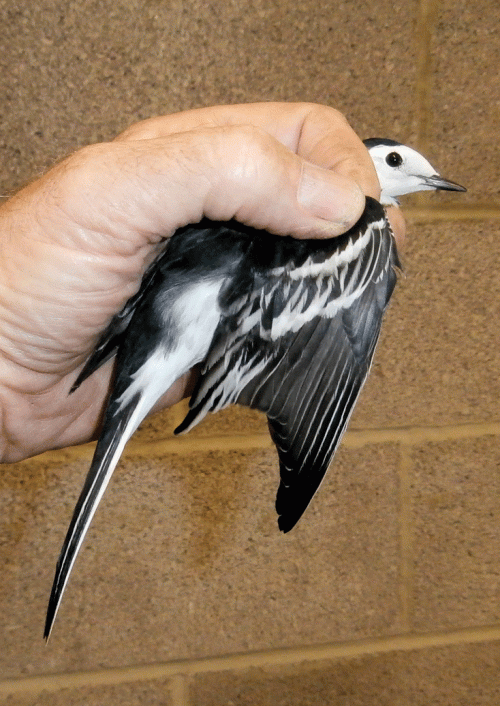 PA100355-4m-Pied-Wagtail