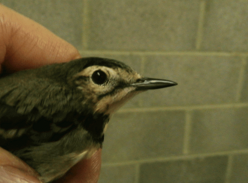 PA100357-Pied-Wagtail