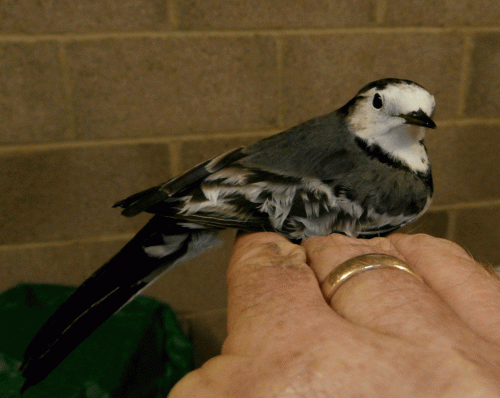 PA100360-4f-Pied-Wag