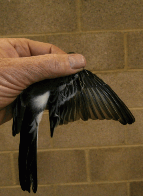 PA100362-3m-Pied-Wag