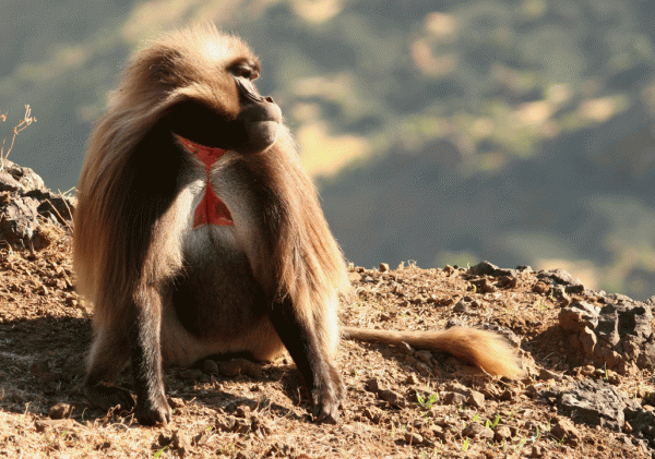 IMG_5927-Gelada-Baboon