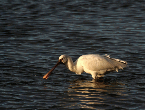 IMG_3625-Spoonbill