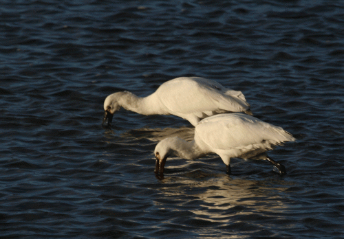 IMG_3627-Spoonbills