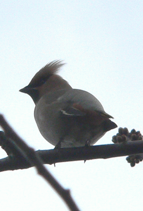 Waxwing