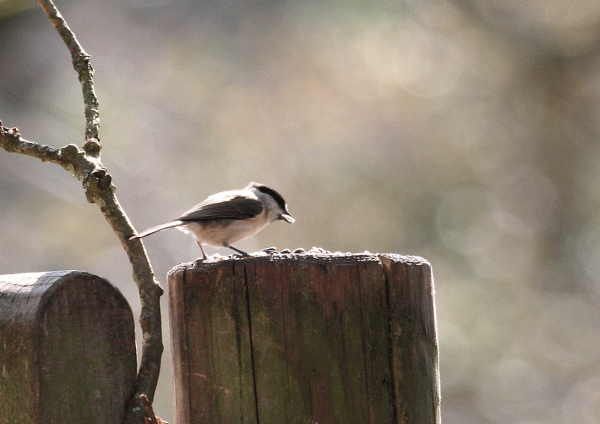 IMG_0243-Marsh-Tit