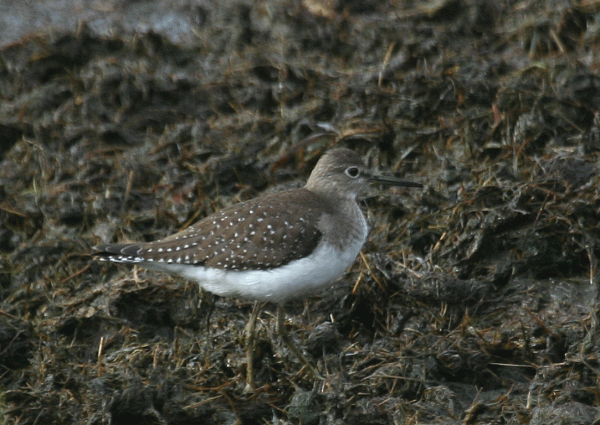 IMG_3455-Solitary-Sand