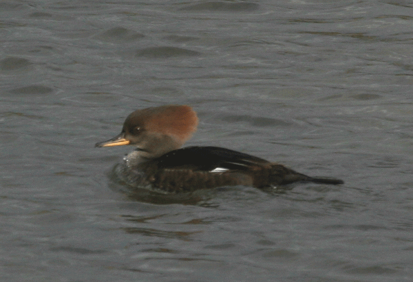 IMG_3528-Hooded-Merg