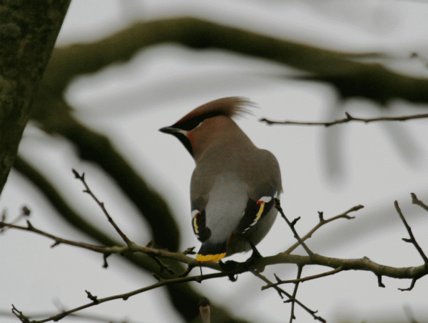 IMG_3720-Waxwing