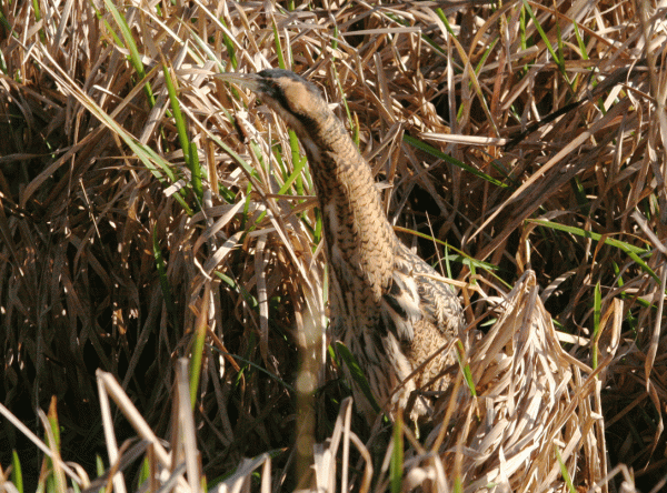 IMG_3740-Bittern