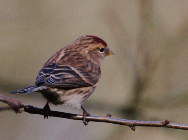 IMG_3745-Redpoll