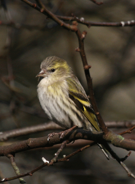 IMG_3755-Siskin