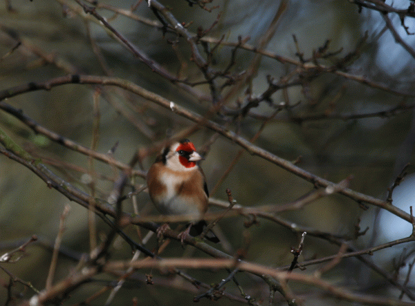 IMG_3761-Goldfinch