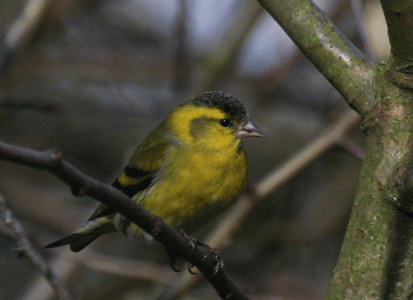 IMG_3772-Siskin