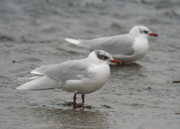 IMG_3795-Med-Gulls