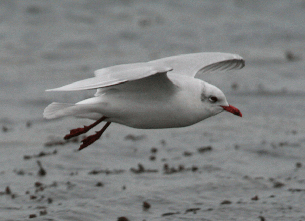 IMG_3796-Med-Gull