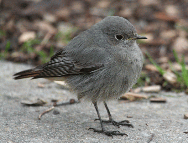 IMG_3822-Black-Redstart