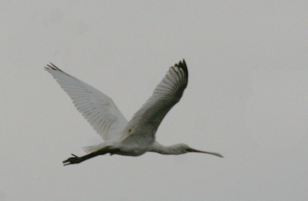 IMG_3840-Spoonbill