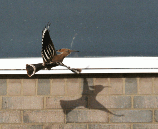 IMG_3911-Hoopoe-in-flight