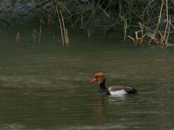 IMG_3918-RC-Pochard-best