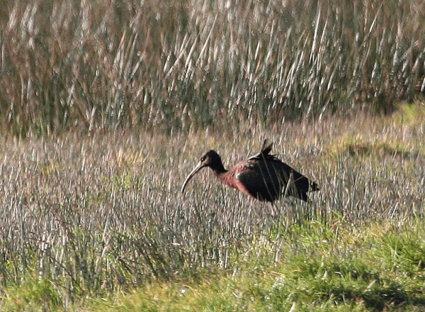 IMG_9442-Glossy-Ibis
