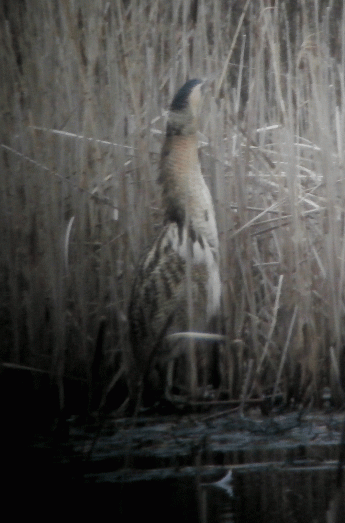 P1021375-Bittern
