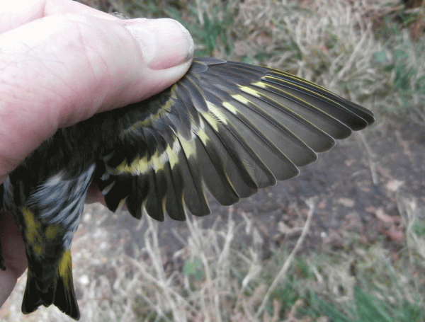 P1031379-Siskin-wing