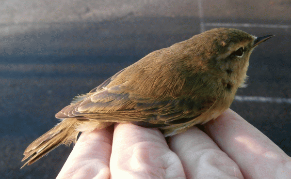 P1150005-Colybita-Chiff