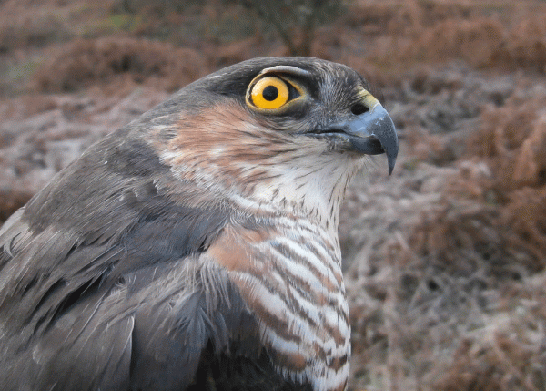 P1160023-Sparrowhawk