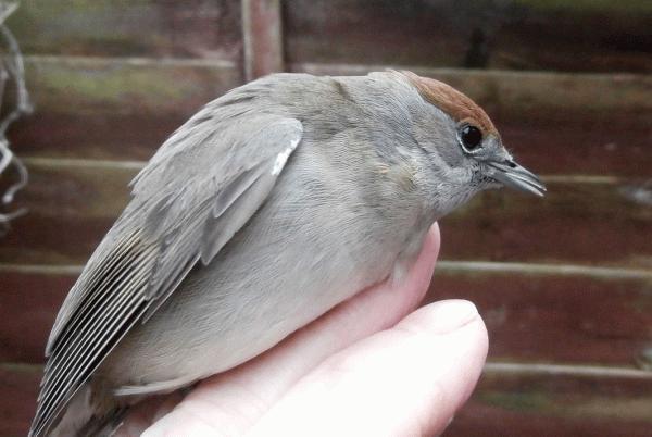 P1200038-Blackcap