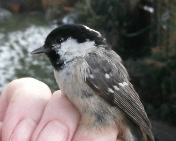 P1210070-Coal-Tit