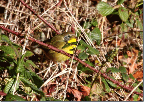 Yellowthroat-from-Internet