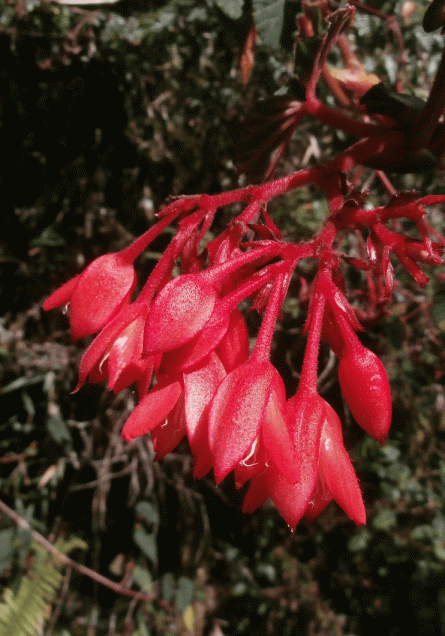 P2030097-Colombia-flowerrs