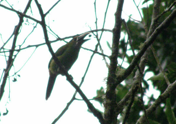 P2032527-Andean-Toucanet