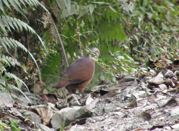 P2032537-Lined-Quail-dove
