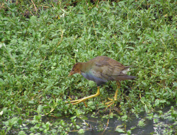P2042550-Purple-Gallinule