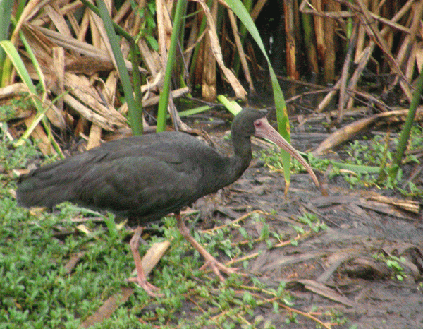 P2042554-Bare-faced-Rail