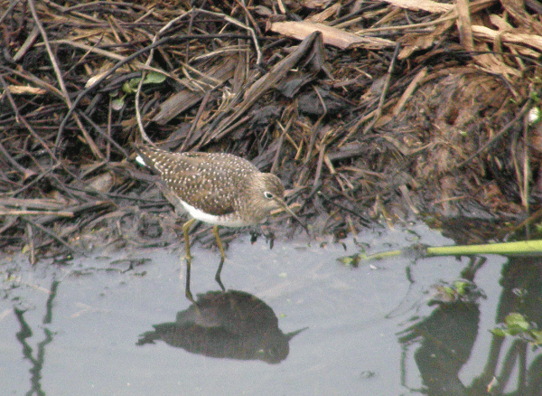 P2042574-Solitary-Sand