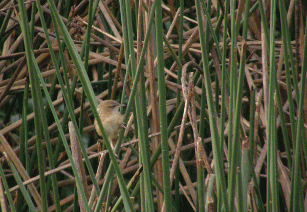 P2042591-Apolonar's-Marsh-W