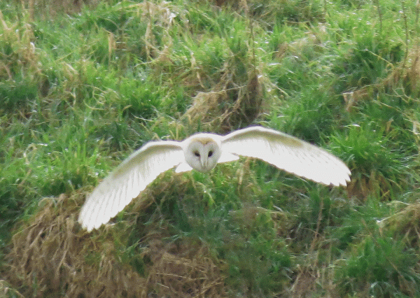 IMG_0073-Barn-Owl