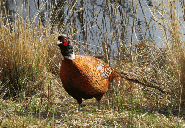 IMG_0146-male-Pheasant
