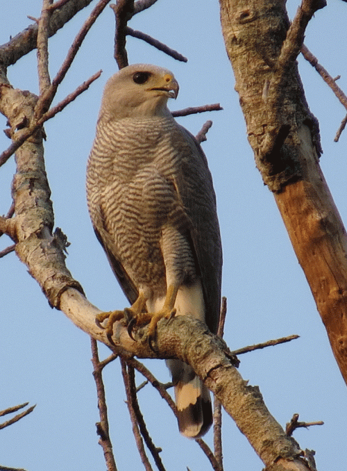 IMG_0210-Grey-lined-Hawk