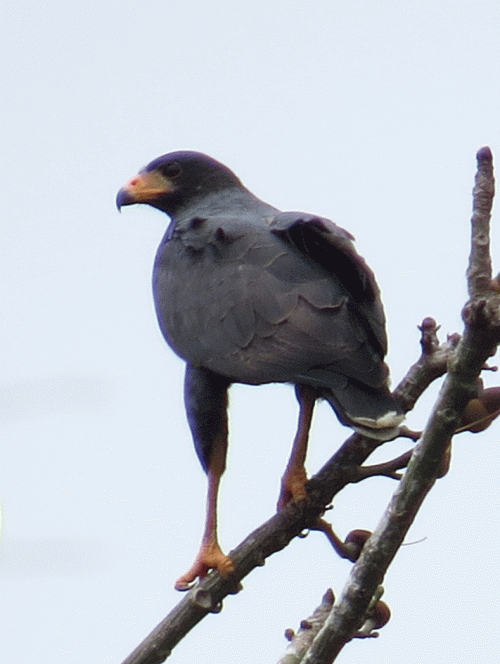 IMG_0651-Slender-billed-Kit